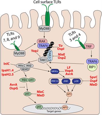 Bacterial Toxin and Effector Regulation of Intestinal Immune Signaling